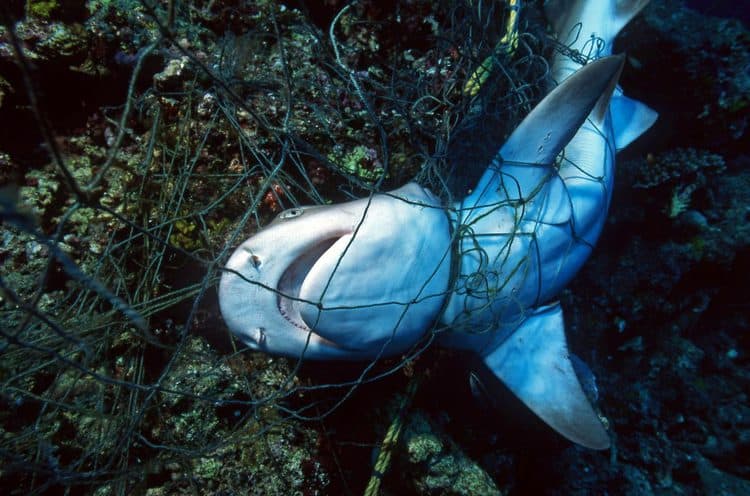 Support our initiative to remove shark nets which indiscriminately kill other marine life
