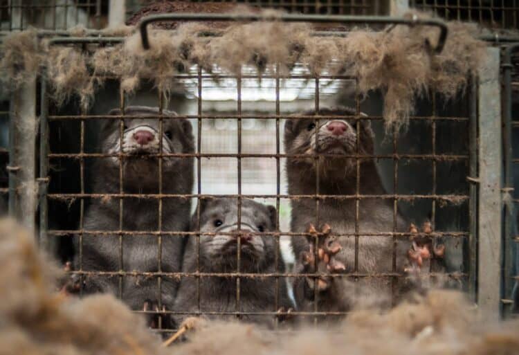 Petition: Ban All Fur Farming in The U.S