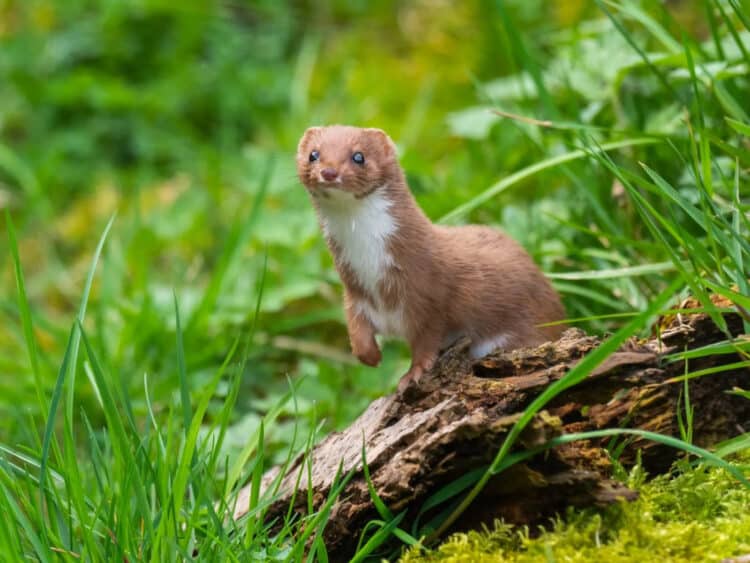 Why Weasels Should be the New Poster Animal for Biodiversity Conservation