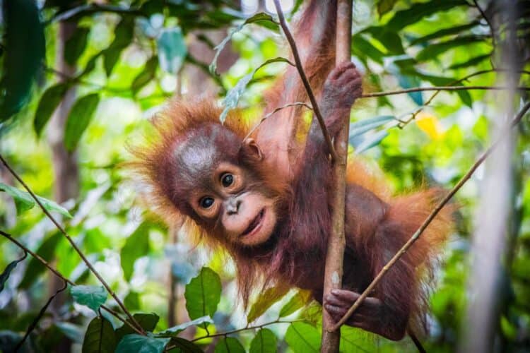 Young Orangutan Kidnapped and Forced to Live in Chicken Coop is Given Second Chance