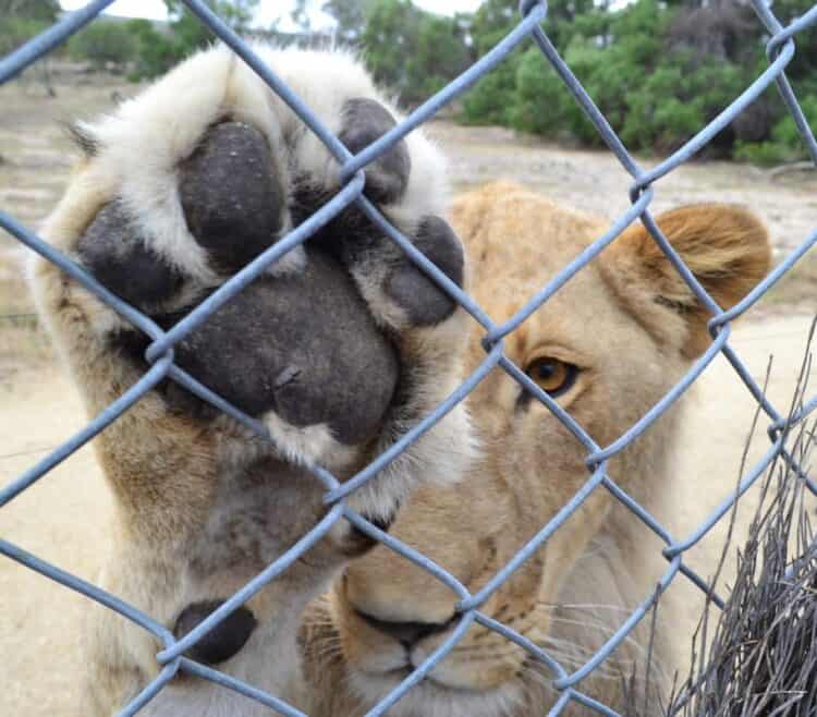 Petition: Release Rescued Lion Who Was Sent Back to His Abusive Captor