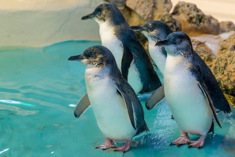 New Discovery Center could stress little penguins on Penguin Island in Australia