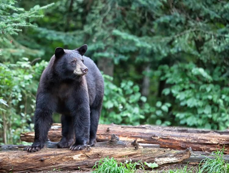 Petition: Demand End to Legal Slaughter of Black Bears