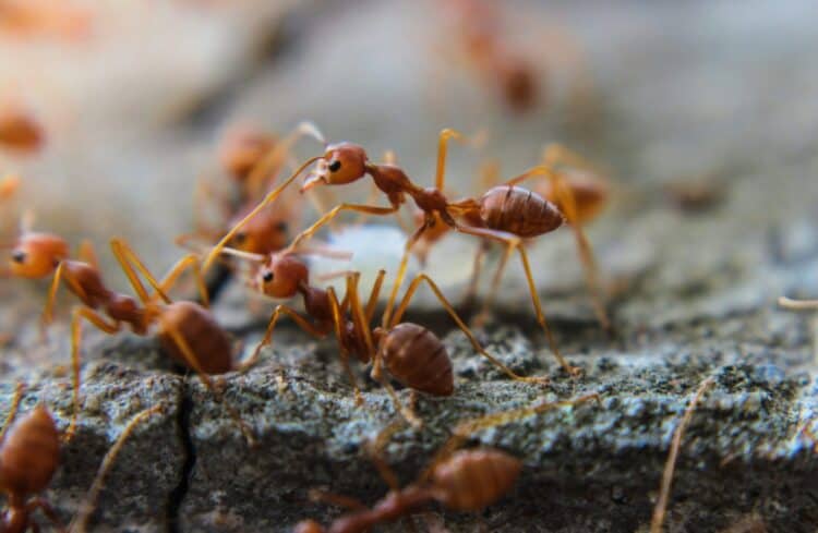 Scientists Say Global Ant Population is 20 Quadrillion or 2.5 Million Per Person