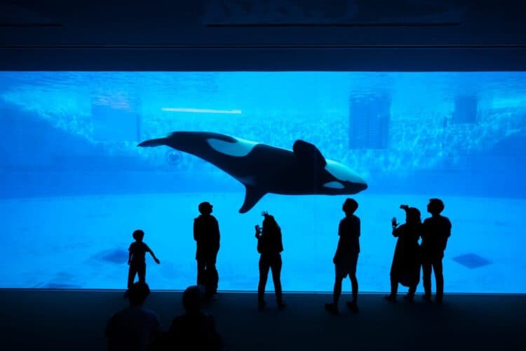 Petition: Shut Down Marineland Before Any More Whales Die