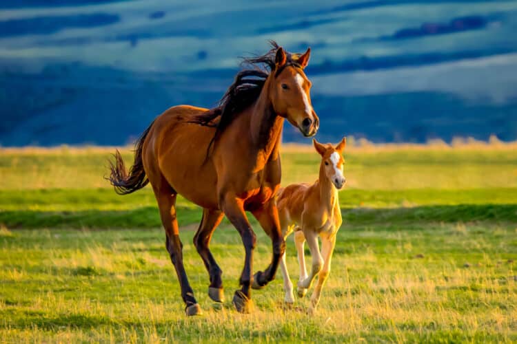 Petition: Tell Congress to Keep Wild Horses and Burros on Our Public Lands