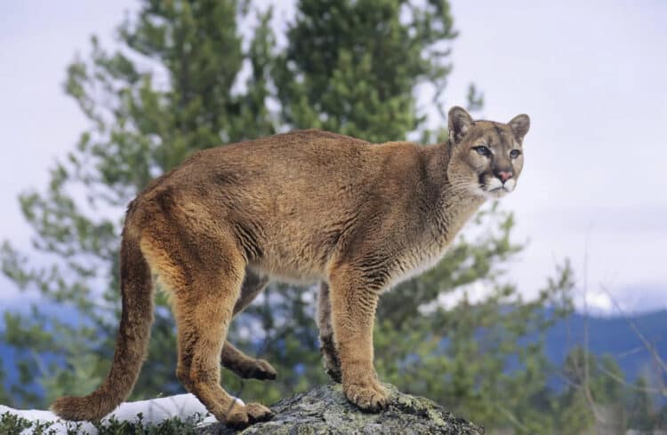 Two Cougars Relocated from Eastern Sierra Nevada to Mojave Desert Meet a Heartbreaking End
