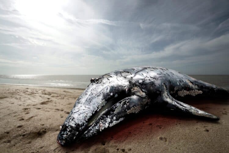 Another Dead Whale Washed Ashore Found to Have 33 Pounds of Plastic in Stomach