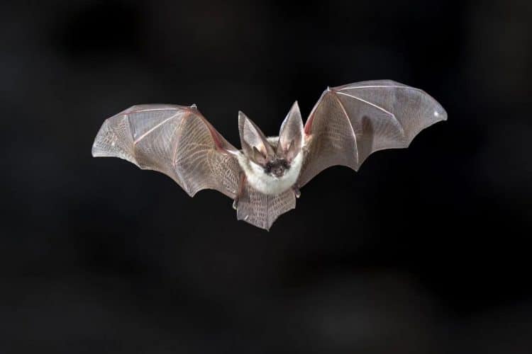 North American bats decimated by fungal illness are now classified as "endangered"