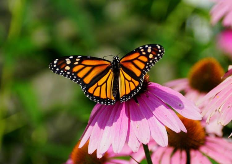 Petition: Protect Monarch Butterflies