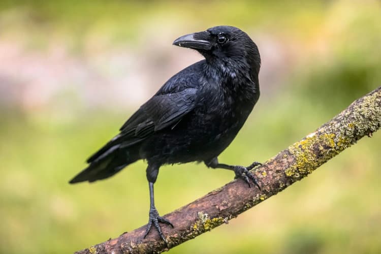 Study Shows Crows Are Capable of Recursion, a Communication Skill Thought to Be Distinctively Human
