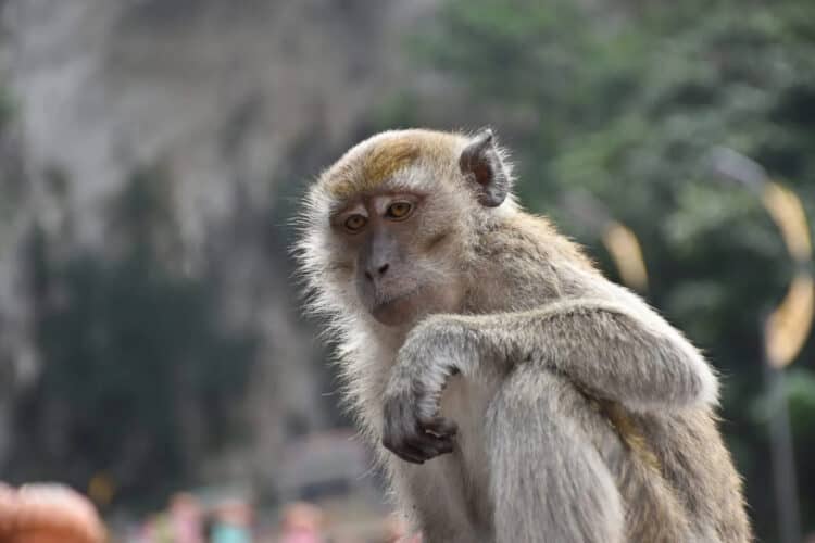 The Fate of 1,000 Endangered Monkeys Hangs in the Balance: What You Can Do to Help