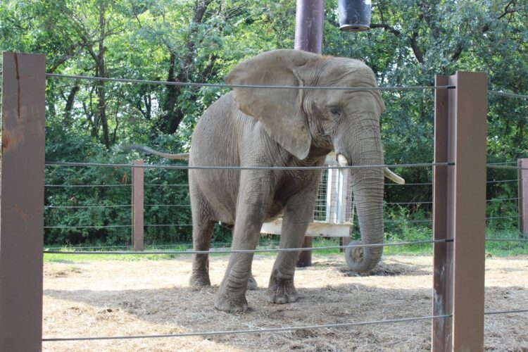 Petition: Demand the Kansas City Zoo Shut Down Its Barbaric Elephant Exhibit