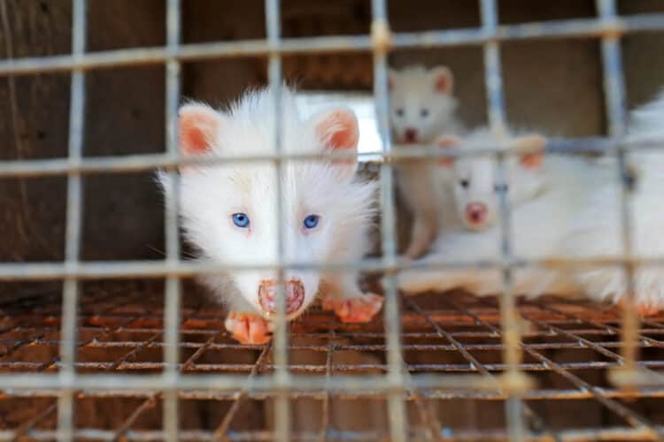 Inside China’s Shocking Treatment of Animals for Fashion & Fur