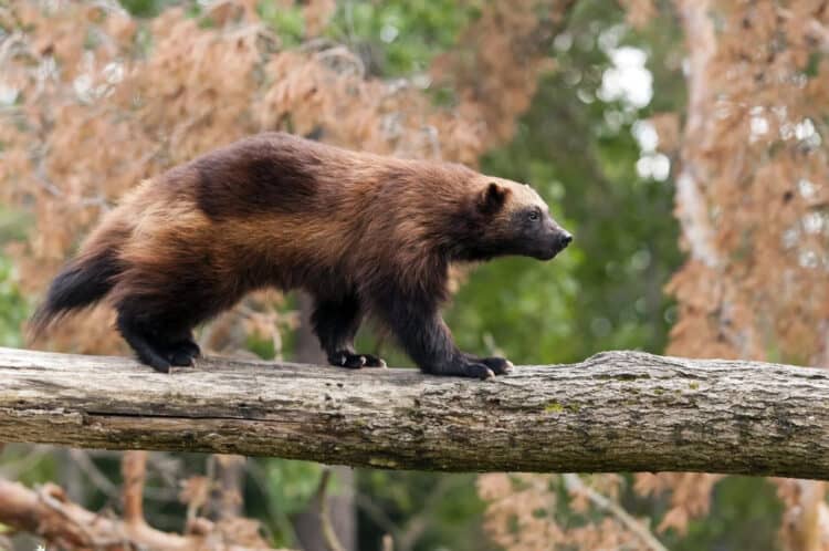 Wolverine Spotted on the Prowl in Oregon: A Rare Sighting Ignites Wildlife Enthusiasm