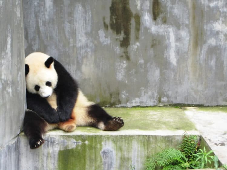 Millions Call on Memphis Zoo to Finally Retire Pandas When Their Contract Ends