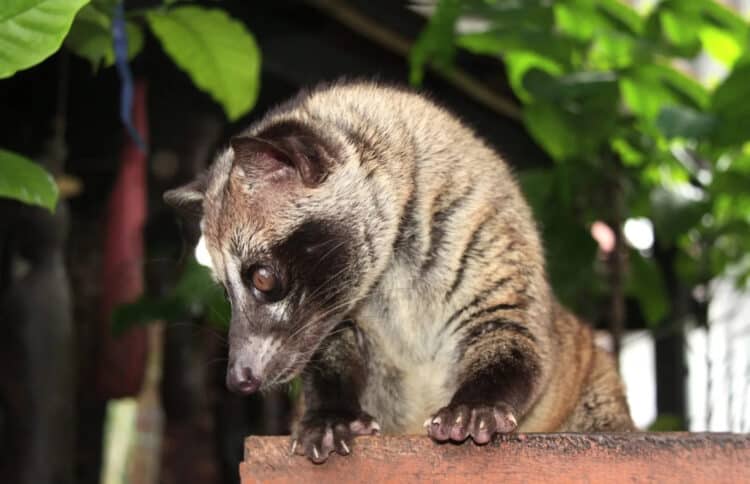 Rescuers Save a Small Civet From a 45-Foot-Deep Well in India