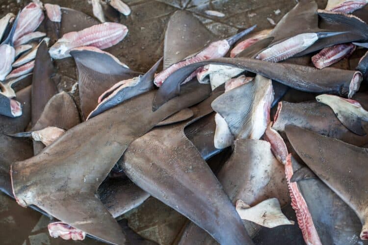 Authorities Investigate Florida Companies Involved in Shark Fin Trade