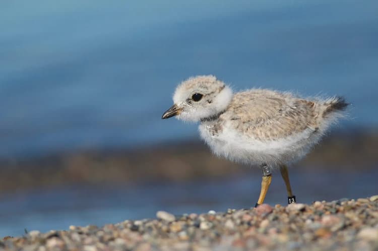 Woman Rescues Baby Plover Bird From Street Drain