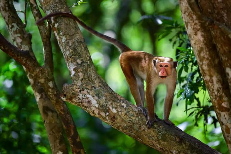 Proposal to Export Sri Lankan Endemic Monkeys to China Raises Alarm Among Conservationists