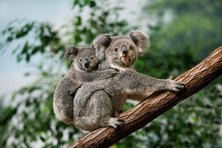 Koalas, one of Australia's most beloved mammals, are at risk of extinction