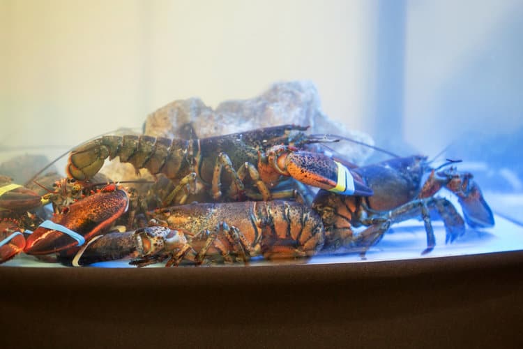 Petition: Tell Kroger to Remove Live Lobster Tanks from Its Stores
