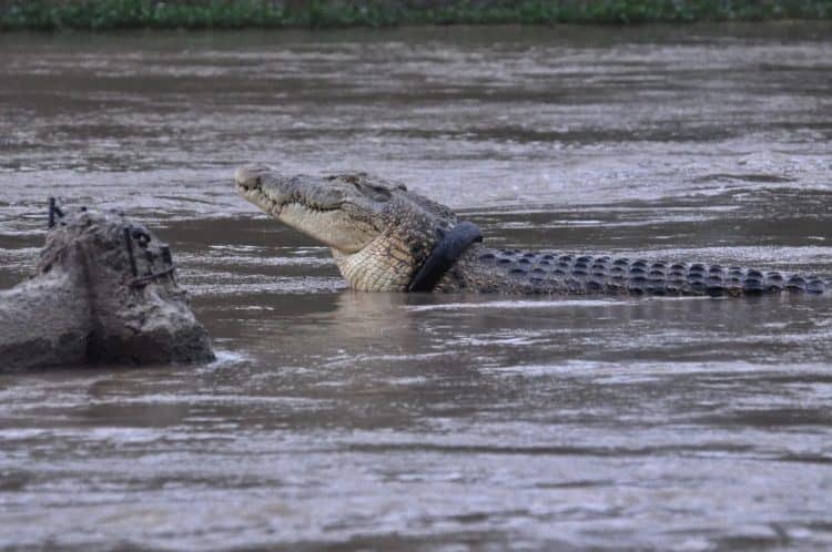 Animal lover risks death to remove tyre from around female crocodile’s neck