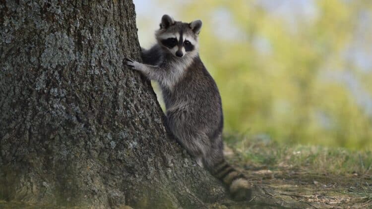USDA Dropping Fish-Flavored Vaccines From the Sky to Stop Spread of Rabies in Raccoons
