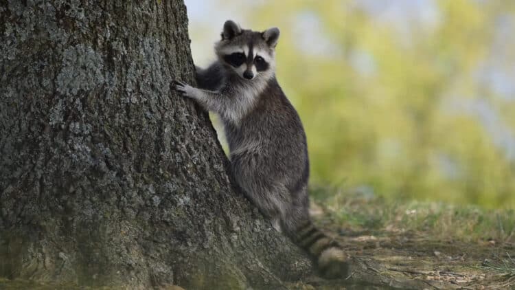 Tennessee Cops Looking For Person Responsible For Killing and Dumping 11 Raccoons
