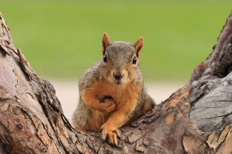 Petition: Help Save Squirrel Populations in Texas