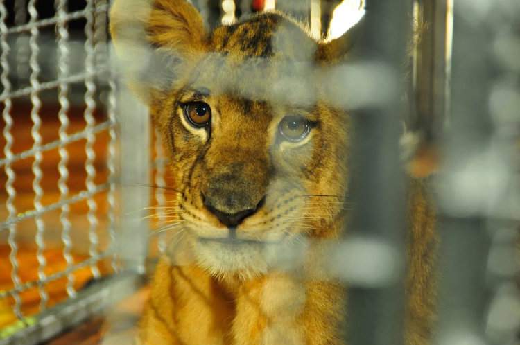 Mexican Wildlife Trade is Out of Control and Wild Animals are Openly Sold on Social Media