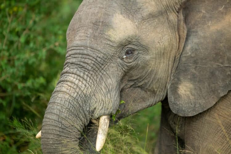 Elephant Dies After Spending Months With Snare Stuck on Her Neck and Throat