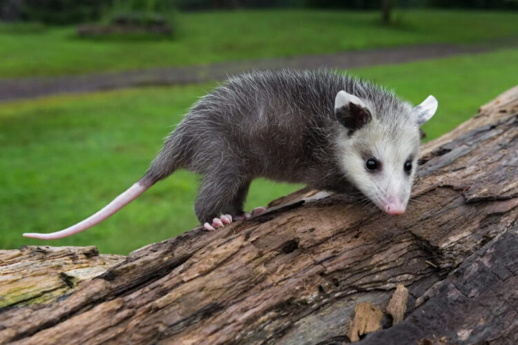 Opossum’s Adorable Camouflage Surprise at Wildlife Center