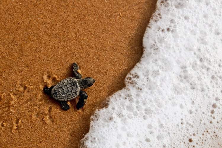 Tiny Turtle Pooped Pure Plastic for Six Days After Rescue From Sydney Beach