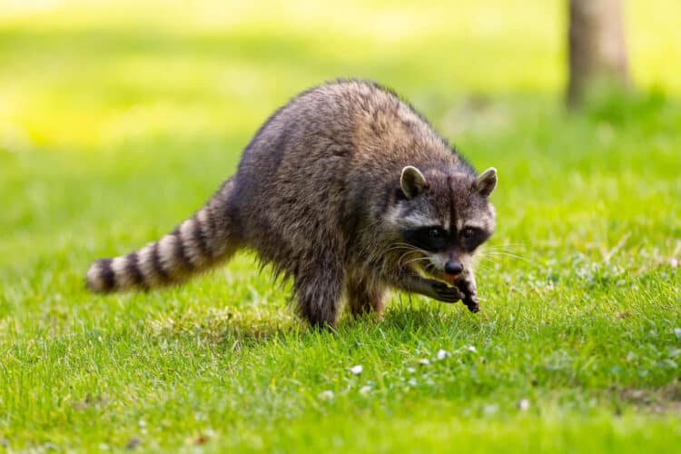 Rescuers Free Adorable Raccoon From Peanut Butter Jar in Heartwarming Rescue