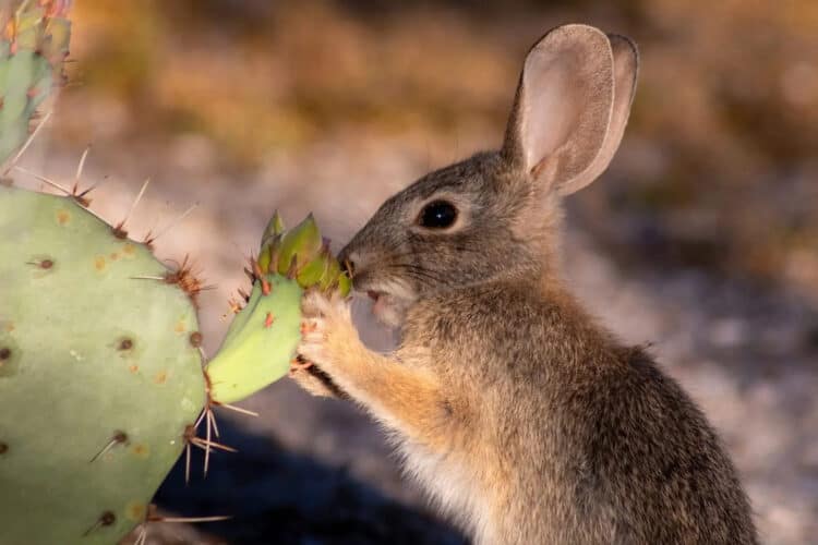 How Have Animals Adapted to Surviving in Hot and Arid Deserts