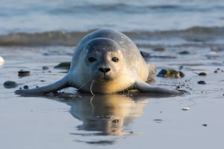 Baby Seal Does “Crazy Flops” In Cute Video