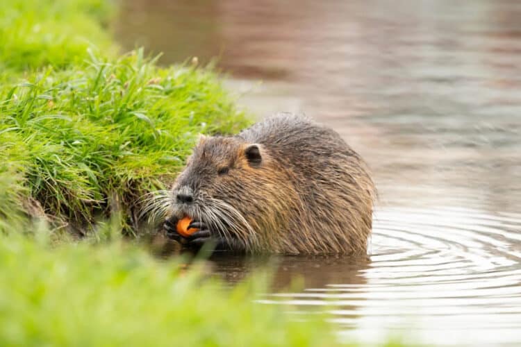How Neuty, a 22-Pound Rodent Became a Local Celebrity and Sparked a Call for Environmental Responsibility