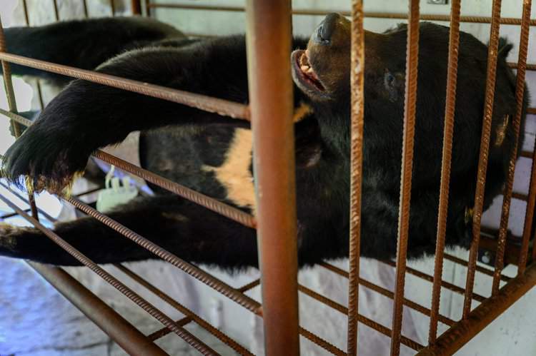 Animals Asia Rescues Bear Named Paddington From Cruel Bile Farm in Vietnam