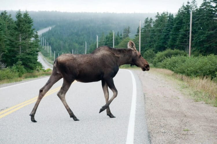 Trucker Pulls Off to Comfort Injured Moose in the Last Minutes of Life
