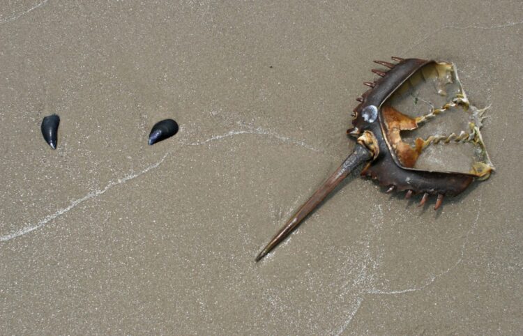 Horseshoe Crab With Clam Stuck to Her Claw is Rescued!