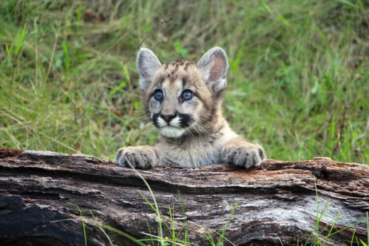 Sick Mountain Lion Cub Named Holly Rescued in Northern California