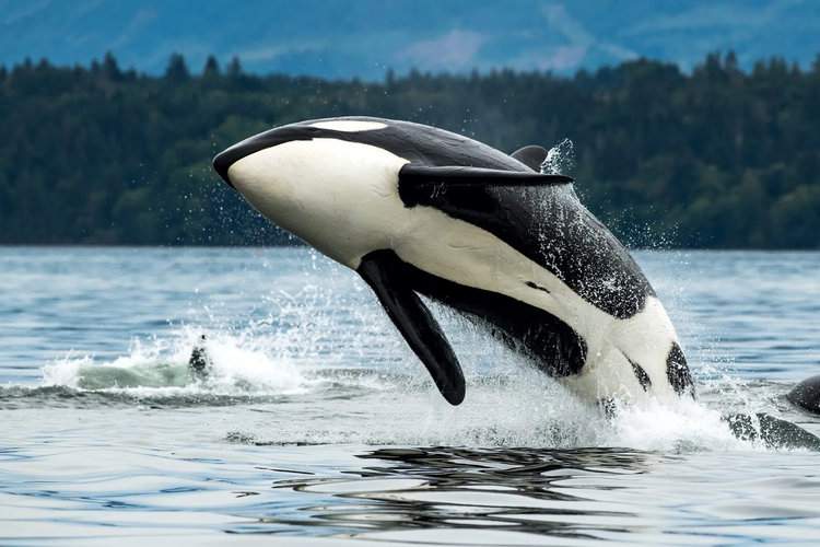Orcas Have Sunk Three Boats in Europe and Seem to Be Teaching Others to Do The Same