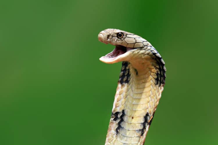 Man Fights For His Life After Kissing a Cobra and Getting Bitten