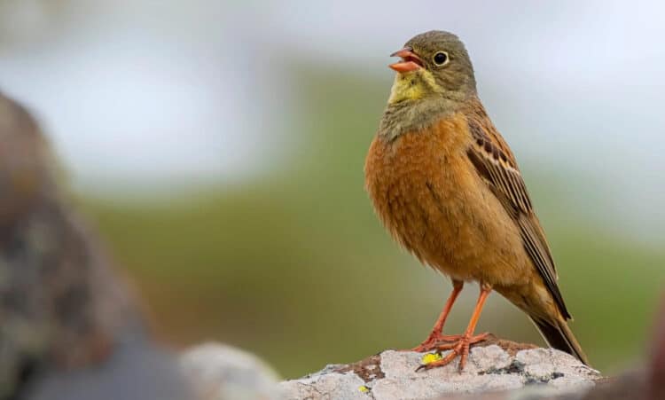 Petition: Urge French Authorities to Enforce Bans on Ortolan Bunting Hunting