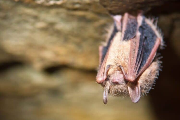 Tricolored Bats Recommended to Be Listed as Endangered Species Due to White Nose Syndrome