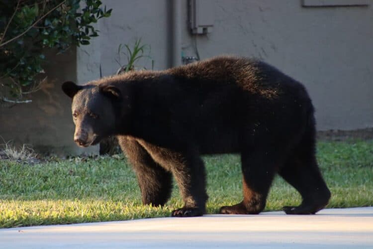 Large Bear Wanders Through L.A. Neighborhood Visibly in Pain with Arrow Stuck in Body