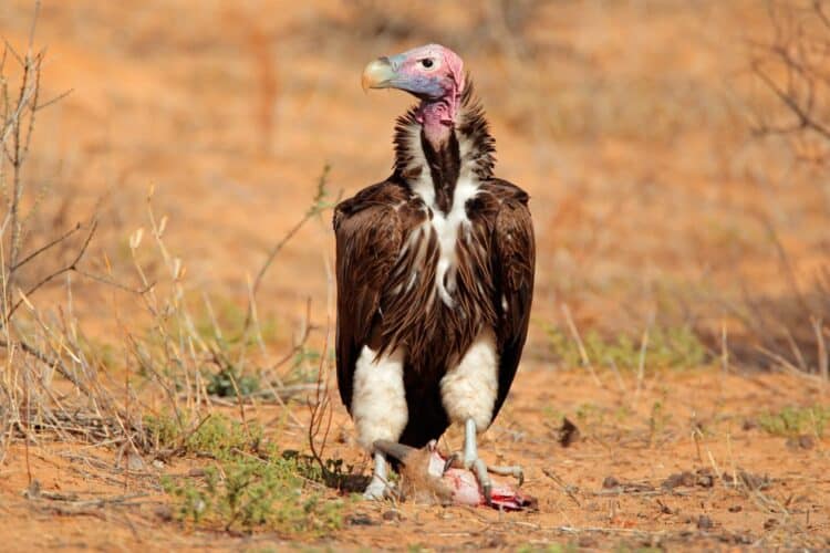 Traditional Witch Doctors Blamed For Murder of Over 100 Vultures They Use For Potions