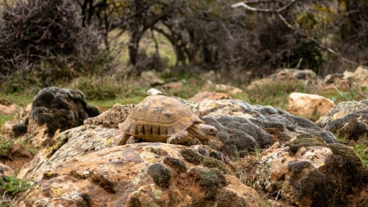 50-Pound Tortoise Found Wandering Through Park in Texas