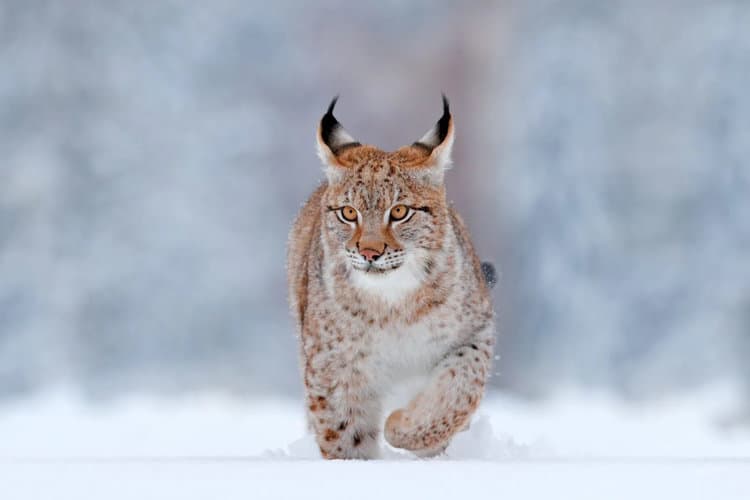 Petition: Help Protect Lynx from Trophy Hunters in Sweden